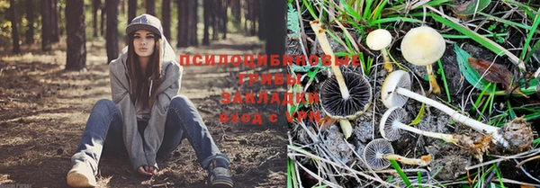 индика Аркадак